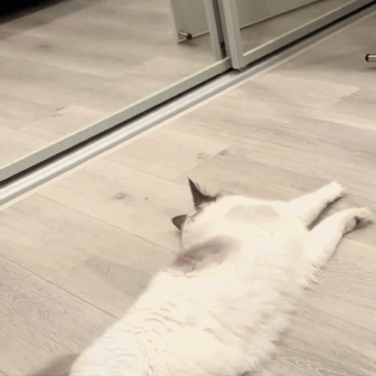 Whisker Chase Interactive Cat Ball